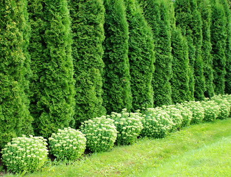 Thuja