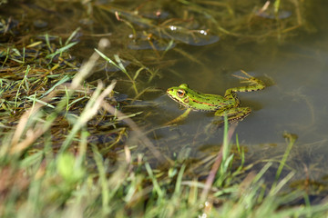 grenouille verte,rana esculenta