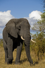 Fototapeta na wymiar A solitary elephant in the Kruger National Park