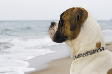 watching the ocean