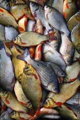 Fresh crucian  fish on a shop counter. Crucian