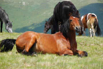 wild horses in nature resting