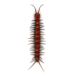 centipede