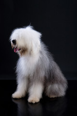 Fluffi Dog