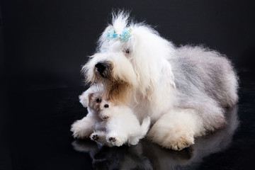 Two Fluffi Dogs