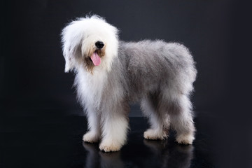 Fluffi Dog