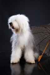 Fluffi Dog And Umbrella