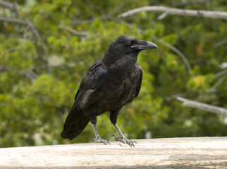 Raven