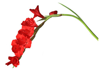 Gladiolus Flower