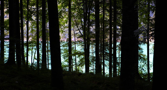 Il bosco ed il lago