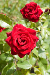 Single red rose
