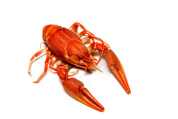 crawfish