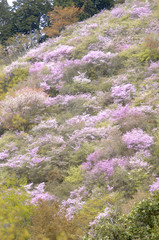 高雄の山ツツジ