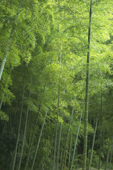 Fototapeta premium 竹林