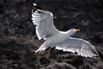 möwe