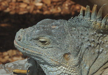 Leguan