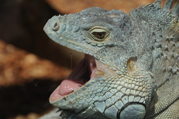 Leguan