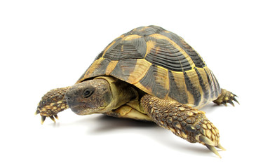 Obraz premium Tortoise Hermanni testude turtle