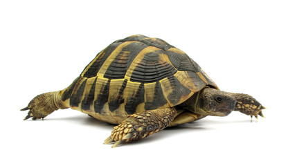 Tortoise Hermanni testude turtle