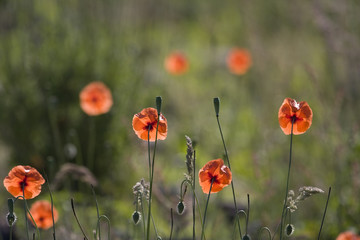 Fototapeta premium Poppies by river Breamish