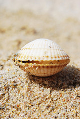 Sea shell