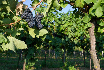 Wein(trauben)