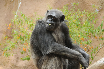 Chimpanse