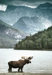 Foto auf Alu-Dibond Elch in einem See vor eindrucksvollem Bergpanorama © hdsidesign