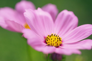 Obraz premium コスモス