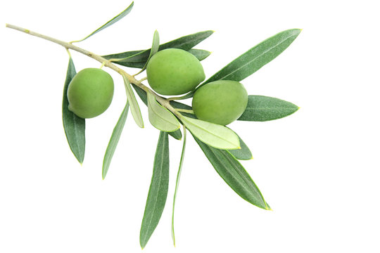 Olive branch, isolated