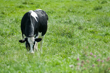 Dairy Cow