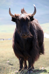 Ein Yak posiert in Kirgistan © Rolf Langohr