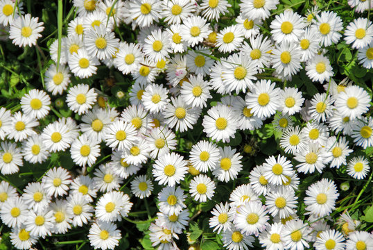 g&auml;nsebl&uuml;mchen