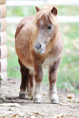 Fototapeta premium Pony.