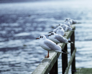 Möve