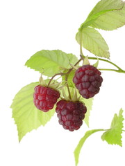 Rubus idaeus