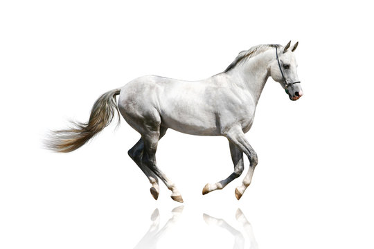silver-white stallion galloping