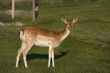 reh portrait