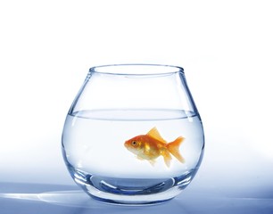 gold fish in aquarium
