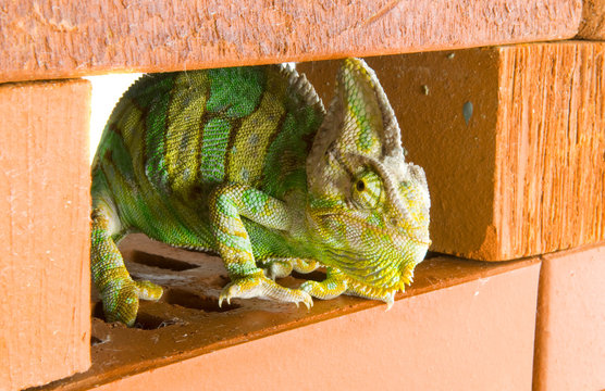 Chameleon on a brick wall