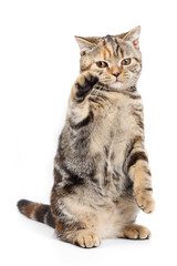 British cat on white background