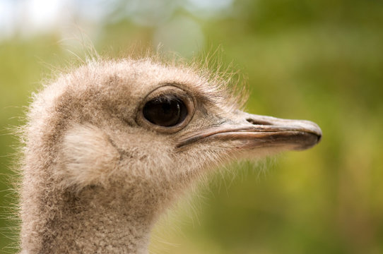 Ostrich face