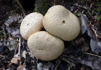 Pigskin Poison Puffball