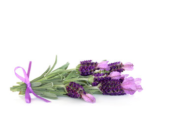 Lavender Herb Flowers