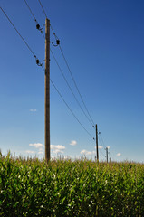 Alte Strommasten in einem Maisfeld