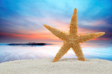 Fototapeta na wymiar Starfish and sunset