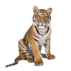 Portrait de tigre du Bengale, 1 an, assis, studio shot, Pant