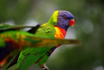 Regenbogen Looriket