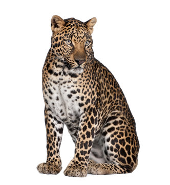 Portrait of leopard, Panthera pardus, sitting, studio shot