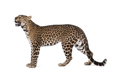 Dekokissen Porträt des Leoparden, Panthera pardus, stehend, Studioaufnahme © Eric Isselée